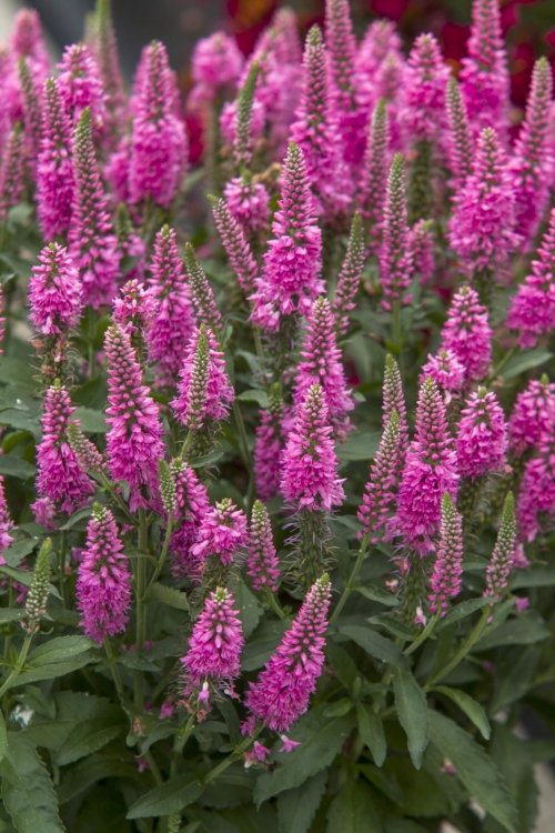 bubblegum-candles_veronica-spicata_74847_1