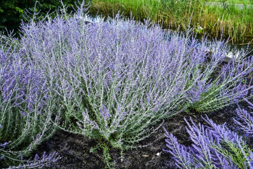 little-spire_perovskia-atriplicifolia_78135_1