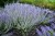 little-spire_perovskia-atriplicifolia_78135_1