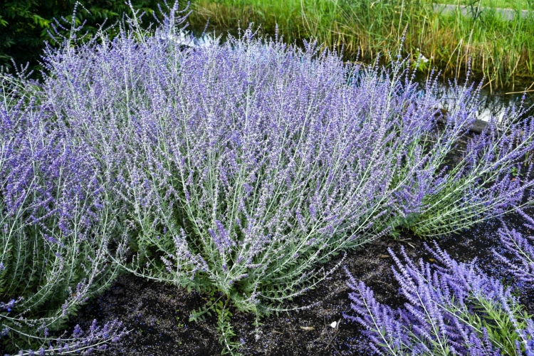 little-spire_perovskia-atriplicifolia_78135_1