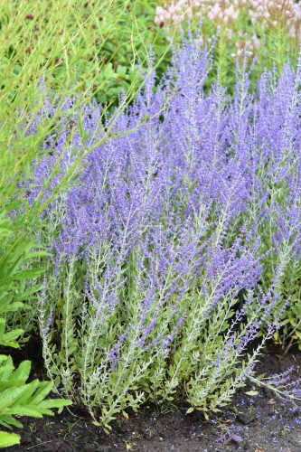 little-spire_perovskia-atriplicifolia_78135_2