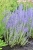 little-spire_perovskia-atriplicifolia_78135_2
