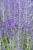 little-spire_perovskia-atriplicifolia_78135_3