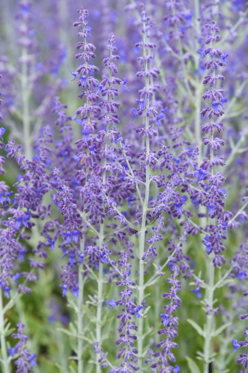 little-spire_perovskia-atriplicifolia_78135_3