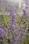 little-spire_perovskia-atriplicifolia_78135_4