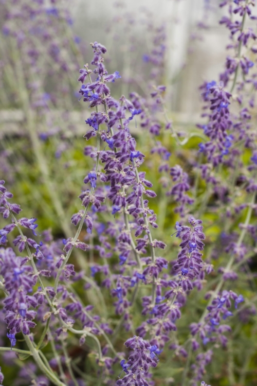 little-spire_perovskia-atriplicifolia_78135_4