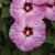 hibiscus_spinderella