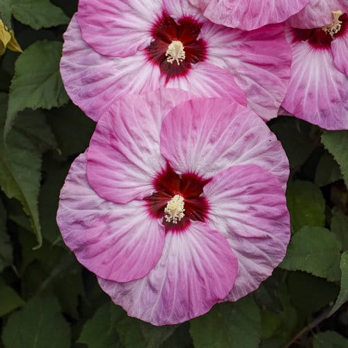 hibiscus_spinderella