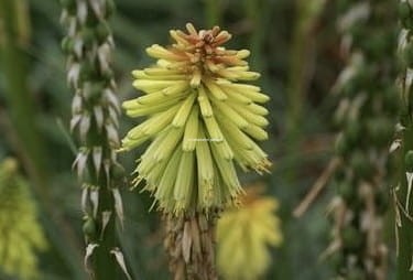 kniphofia_happy_candlelight 2