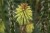 kniphofia_happy_candlelight 2