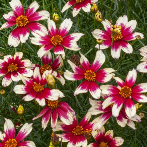 sunstar-rose_coreopsis-verticillata_72370_2