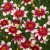 sunstar-rose_coreopsis-verticillata_72370_2