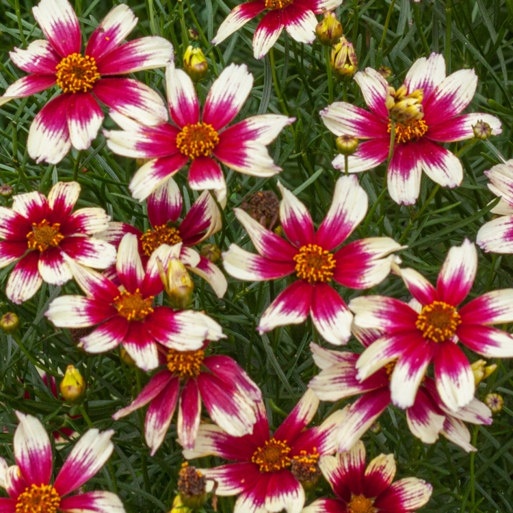 sunstar-rose_coreopsis-verticillata_72370_2