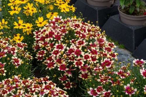 sunstar-rose_coreopsis-verticillata_72370_6