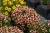 sunstar-rose_coreopsis-verticillata_72370_6
