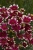 sunstar-rose_coreopsis-verticillata_72370_4