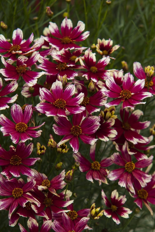 sunstar-rose_coreopsis-verticillata_72370_4