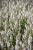 salute-white_salvia-nemorosa_78275_2