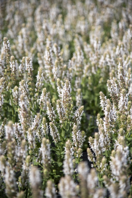 salute-white_salvia-nemorosa_78275_2