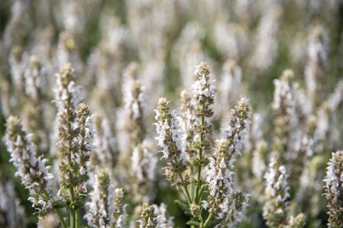 salute-white_salvia-nemorosa_78275_1