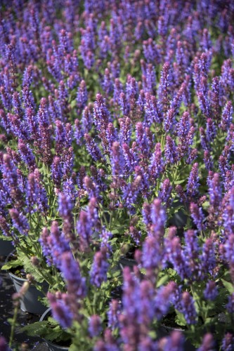 salute-ice-blue_salvia-nemorosa_78273_2