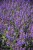 salute-ice-blue_salvia-nemorosa_78273_2
