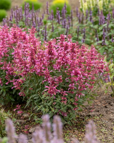 rosie-posie_agastache-hybrida_74414_1