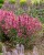 rosie-posie_agastache-hybrida_74414_1