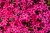 scarlet-flame_phlox-subulata_76273_1
