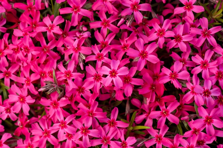 scarlet-flame_phlox-subulata_76273_1