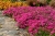 scarlet-flame_phlox-subulata_76273_2