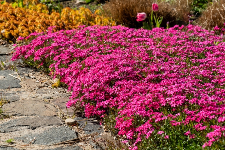 scarlet-flame_phlox-subulata_76273_2