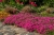 scarlet-flame_phlox-subulata_76273_3