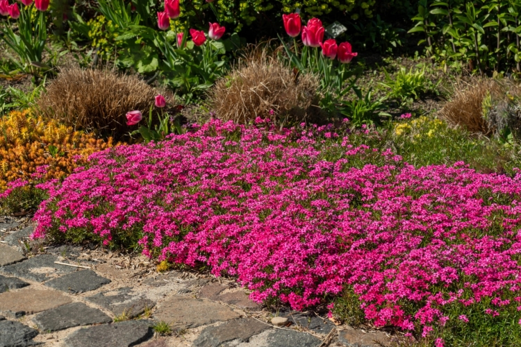 scarlet-flame_phlox-subulata_76273_3