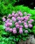 scabiosa-japonica-diamond