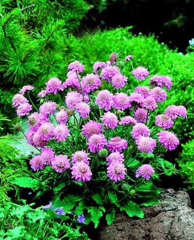 scabiosa-japonica-diamond
