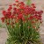 zawciag-szerokolistny-ballerina-red-armeria-pseudarmeria