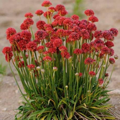 zawciag-szerokolistny-ballerina-red-armeria-pseudarmeria