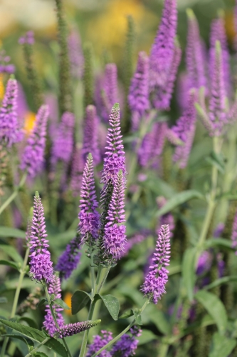 first-match_veronica-longifolia_74813_1.jpg