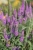 first-match_veronica-longifolia_74813_1.jpg