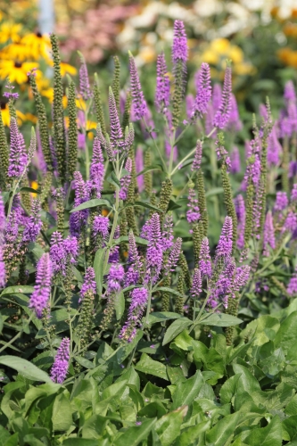 first-match_veronica-longifolia_74813_2.jpg