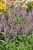first-match_veronica-longifolia_74813_2.jpg