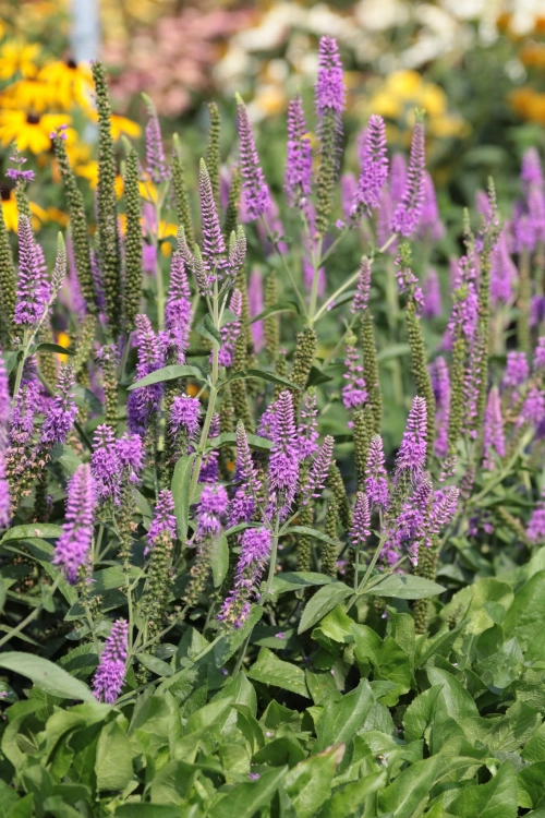 first-match_veronica-longifolia_74813_2.jpg