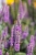 first-match_veronica-longifolia_74813_3.jpg