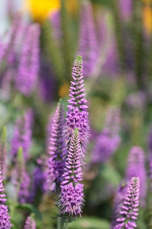 first-match_veronica-longifolia_74813_3.jpg