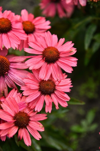 meditation-cerise_echinacea-hybrida_74264_1.jpg