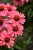meditation-cerise_echinacea-hybrida_74264_1.jpg