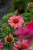 meditation-cerise_echinacea-hybrida_74264_1.jpg