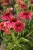 meditation-cerise_echinacea-hybrida_74264_3.jpg