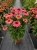 meditation-cerise_echinacea-hybrida_74264_5.jpg